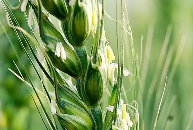 由于小麦是自花授粉,但也有一定的异化率,一般是上午9点到11点开花