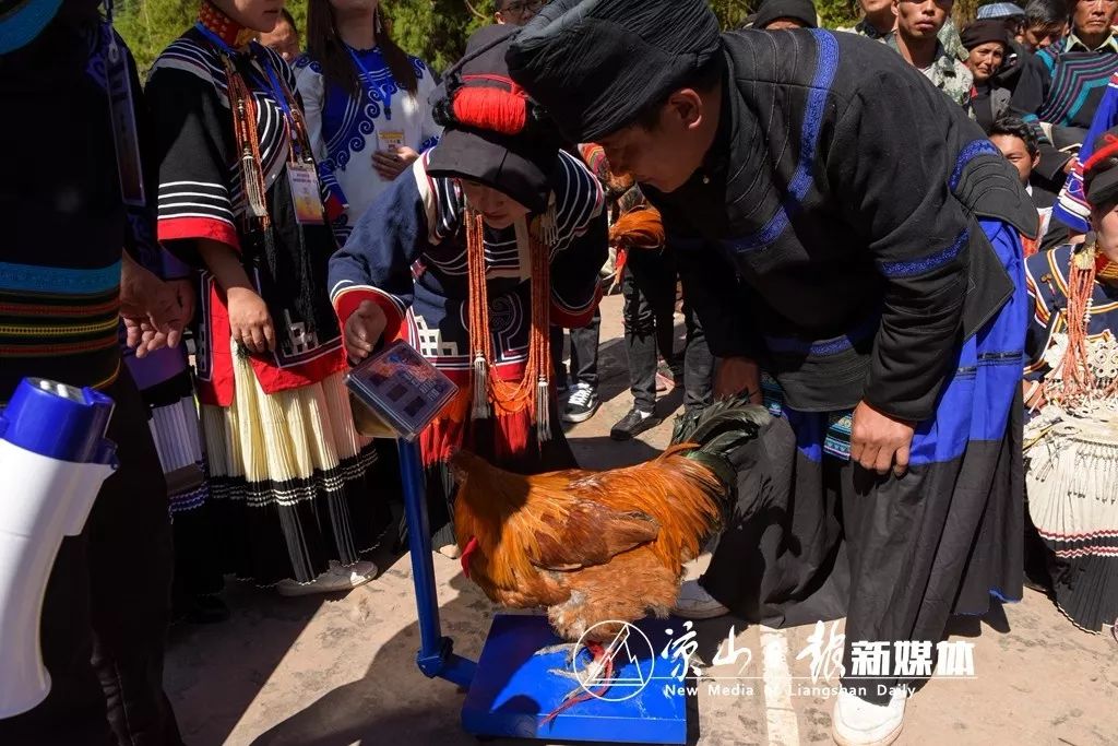 凉山美姑最美岩鹰鸡诞生