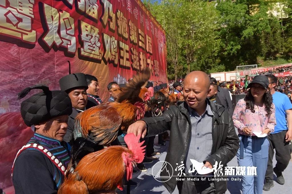 凉山美姑最美岩鹰鸡诞生