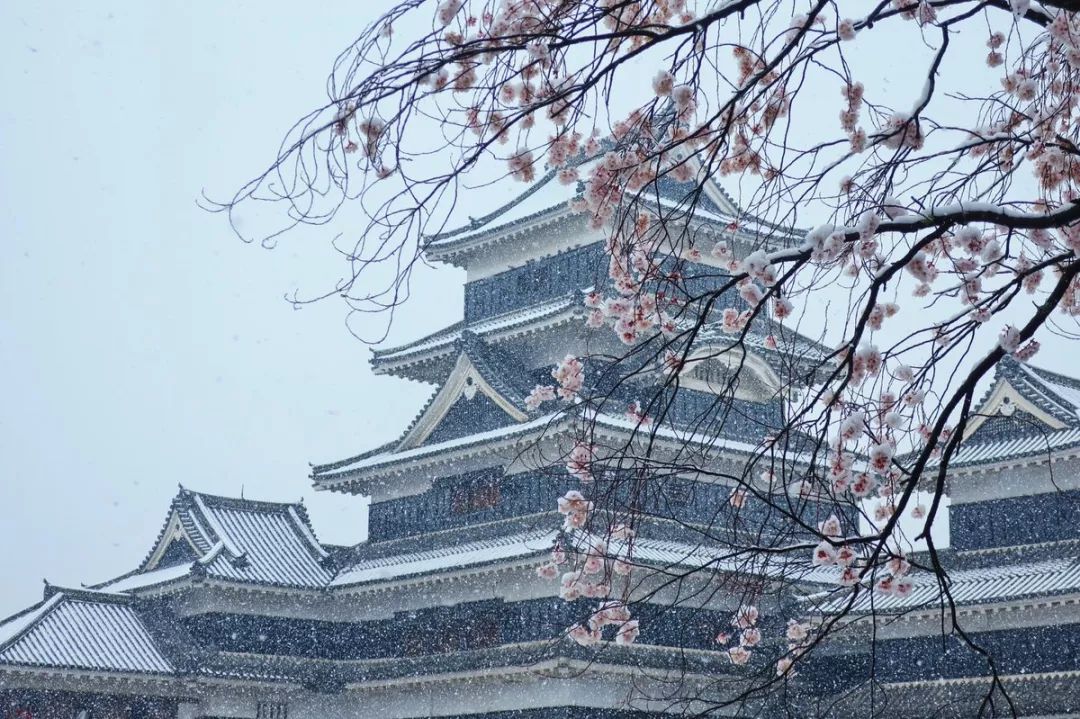 4月樱花盛放时节日本多地遭遇大雪网友分享的雪樱美哭了