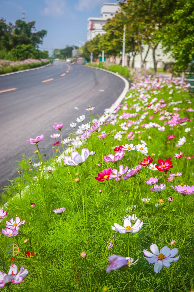 婀娜多姿五顏六色的格桑花點綴公路兩邊這段路格桑花公路花開滿地一邊