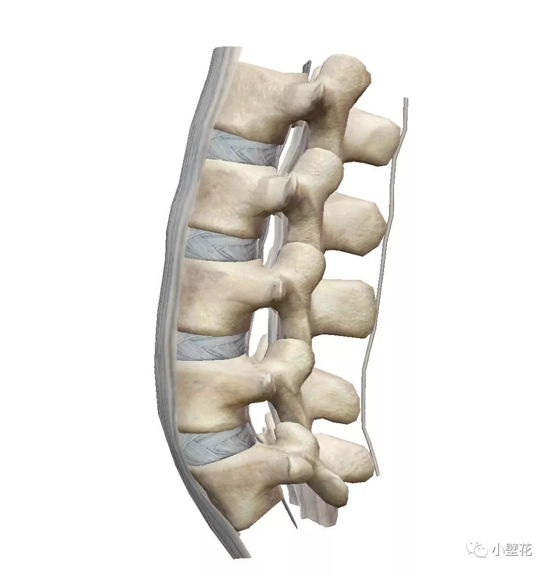 我們先來看腰椎本椎,人的腰椎骨有5節,往上連接胸椎往下連接骶骨.