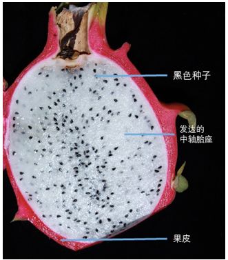 含笑花的胎座类型图片