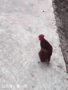 小鸡走路gif图片