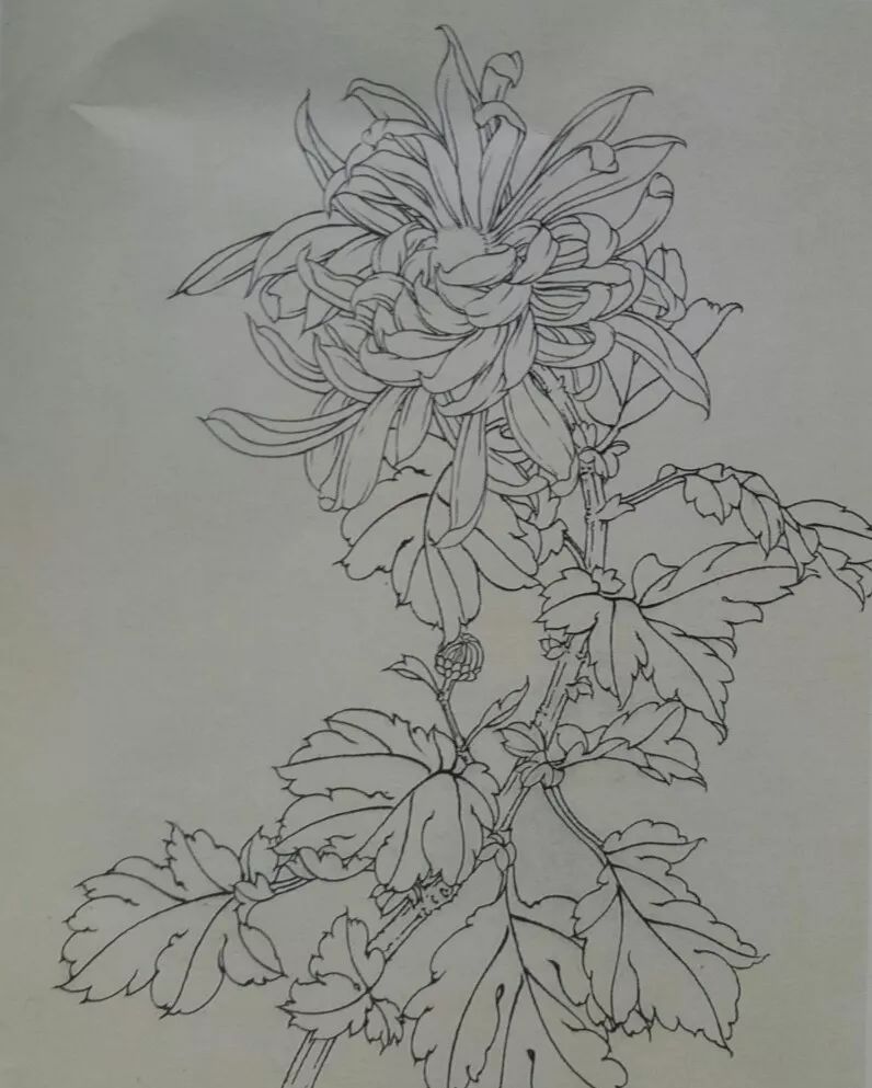 菊花画法铅笔图片