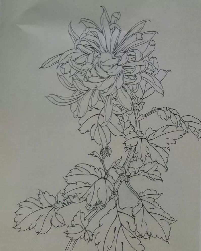 素描菊花简笔画图片