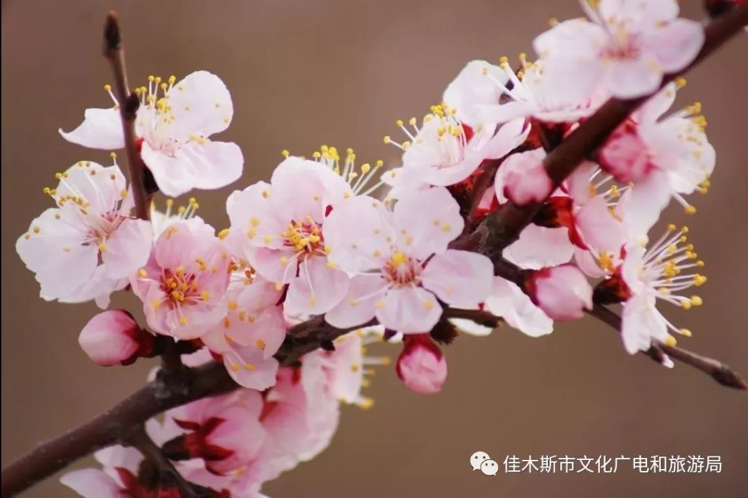 一年一度的佳木斯市三江杏花節來了!去看杏花最美的樣子