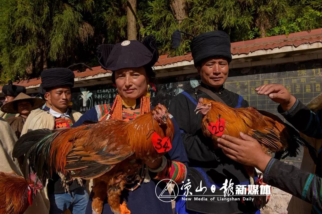 一只鸡7000元 凉山美姑最美岩鹰鸡诞生