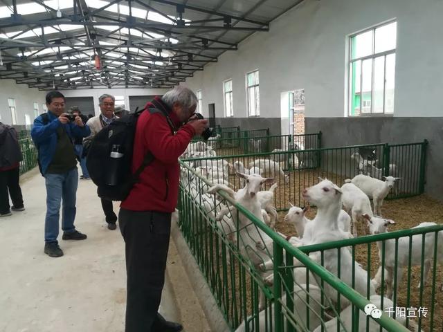 千阳县奶山羊种羊场图片