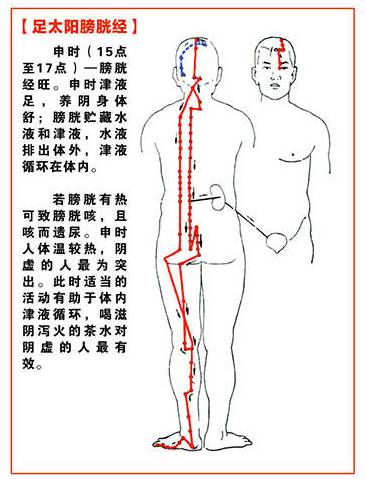 脊椎是人體年輕的第二道生命線,也是五臟六腑的反射區,因為五臟六腑的