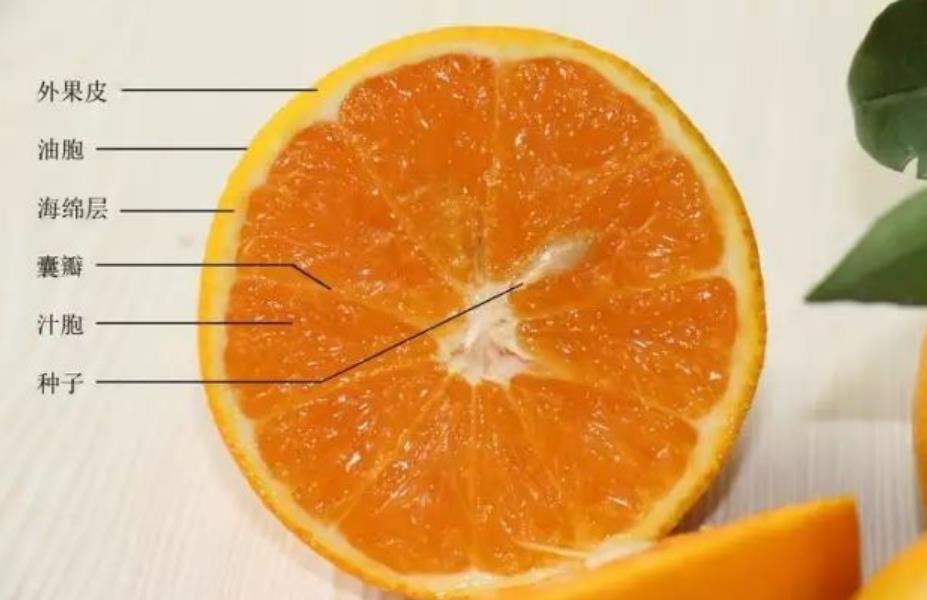 柑橘果实横切结构图图片
