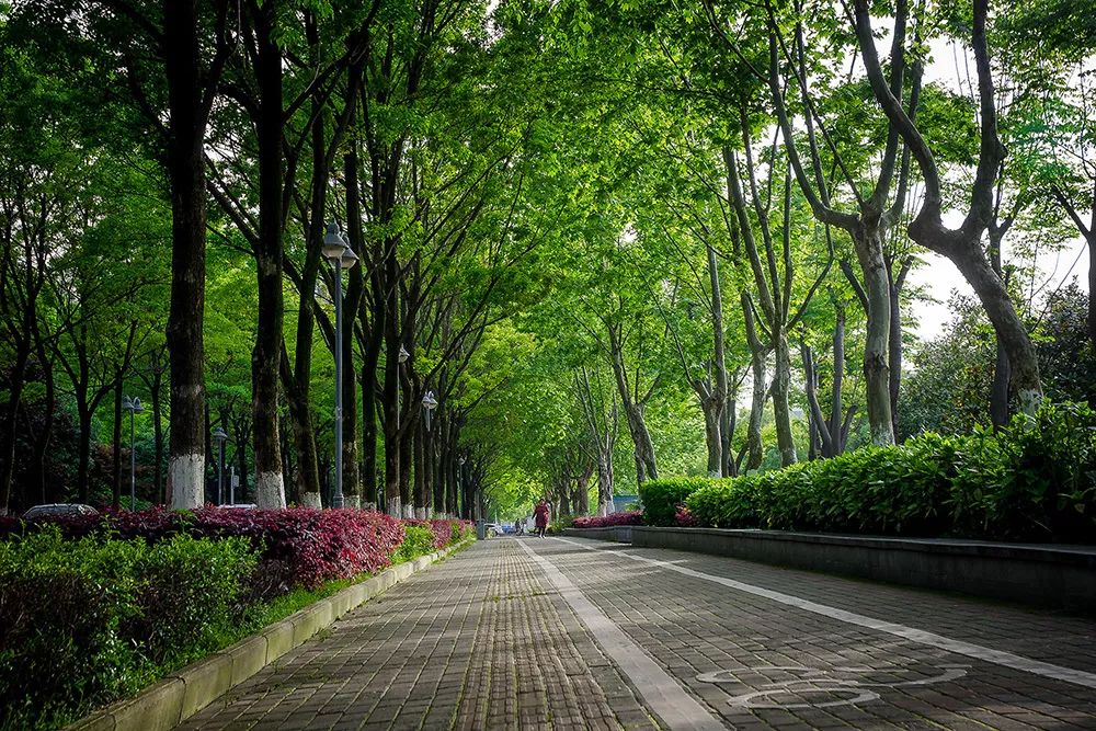 在繁華的城市中心,後襄河公園的綠意與城市的車水馬龍和平共處著,為