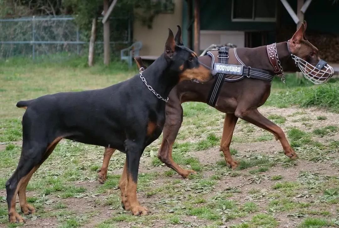 長得像杜賓犬最初確實用來抓老鼠的猛犬瞭解一下