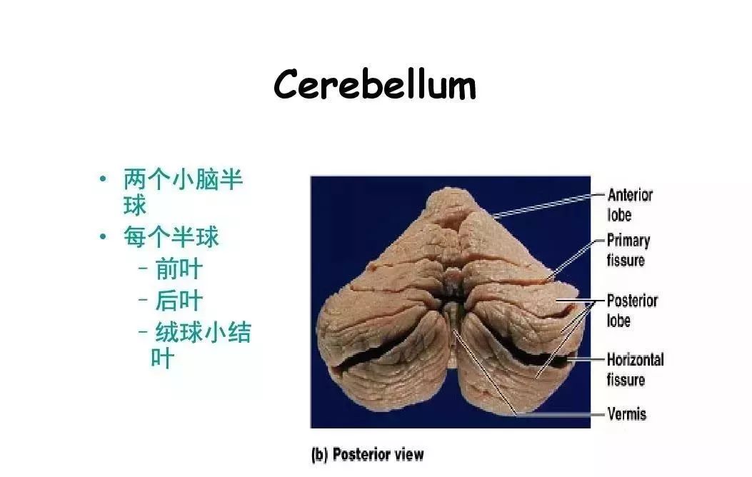 中枢神经系统解剖及功能介绍,超全!