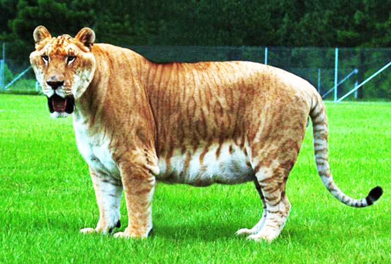 巨型狮虎兽图片