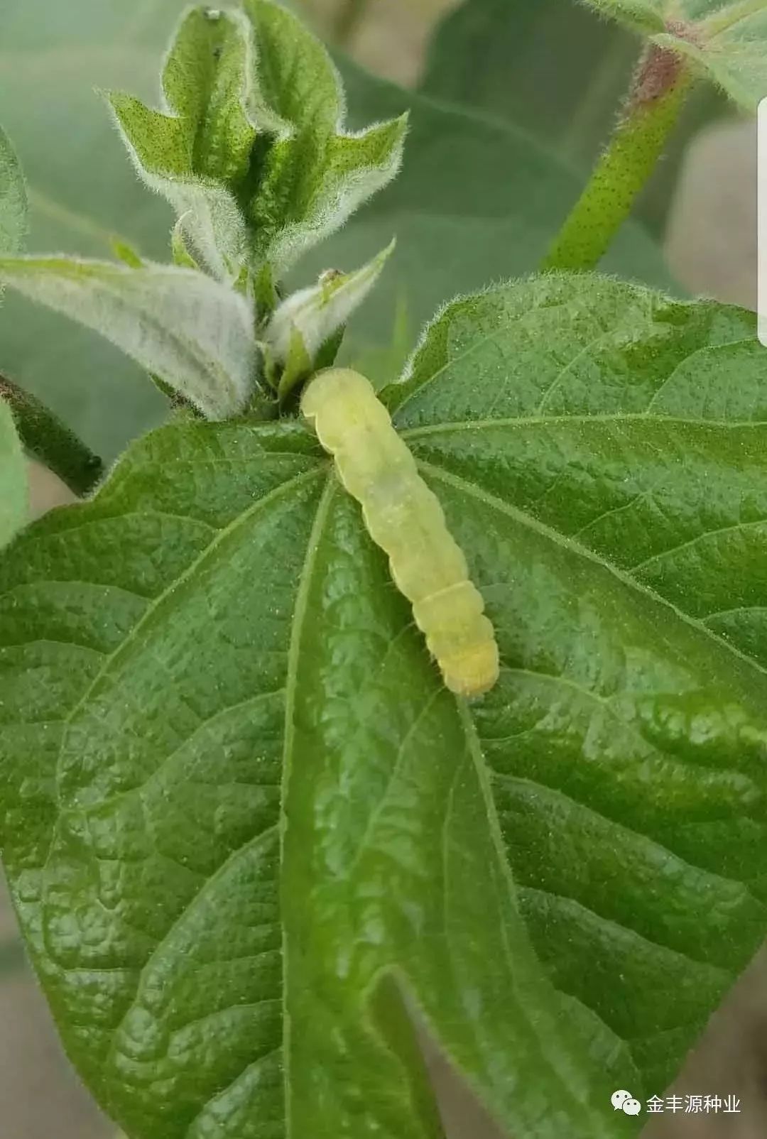 尺蠖幼虫害虫图片