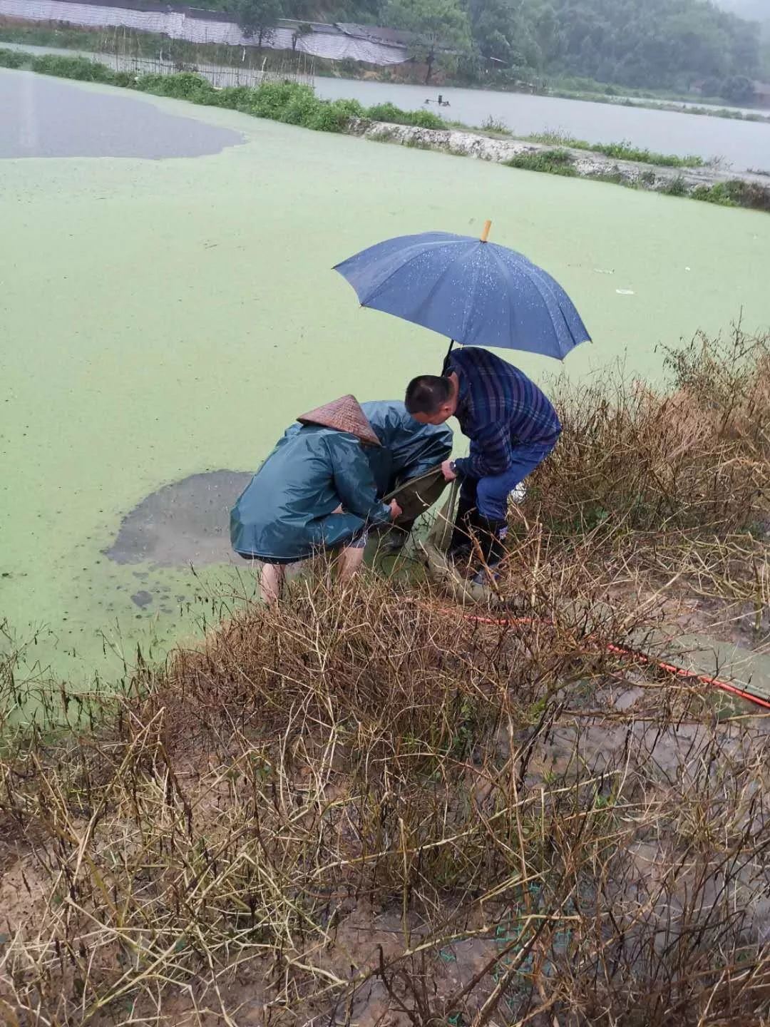 山溪水流暴漲,部分樹枝,垃圾堵塞他所在魚塘附近的排水口,導致暴漲的