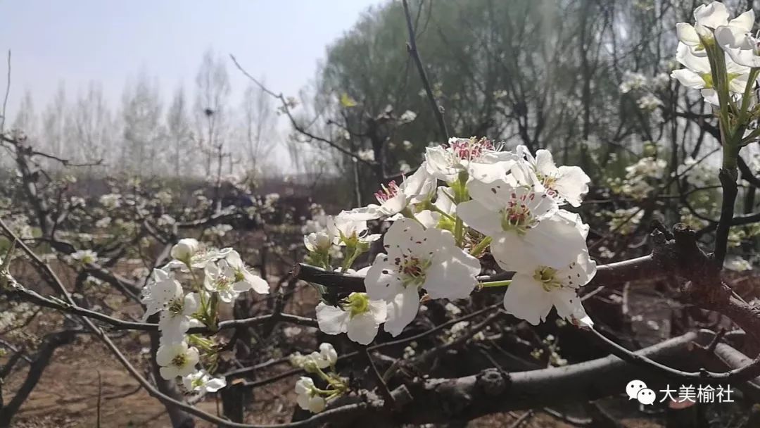 榆社河峪梨花岛邀你踏春赏花