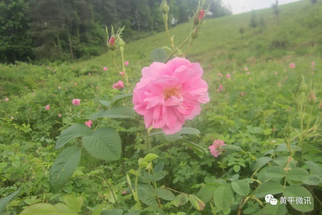 形成以太子參,白芨,大馬士革玫瑰,藍莓為主的四大種植基地,走上定向化