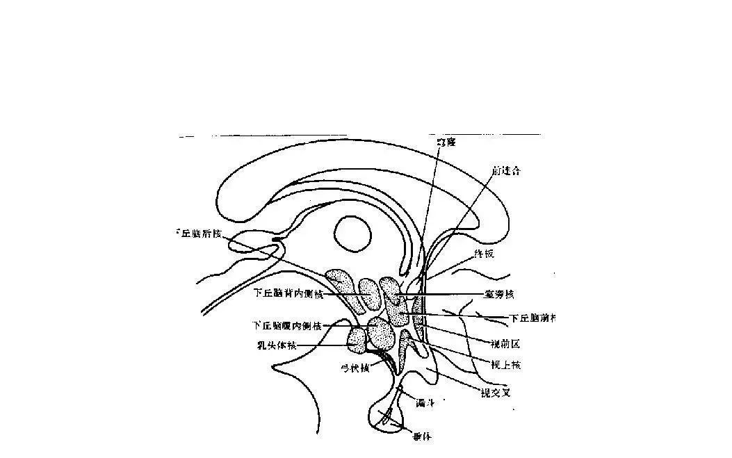 中樞神經系統解剖及功能介紹超全