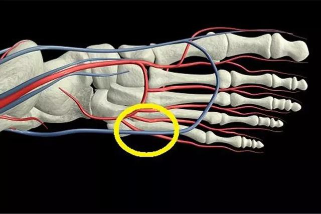 脚背神经分布图图片