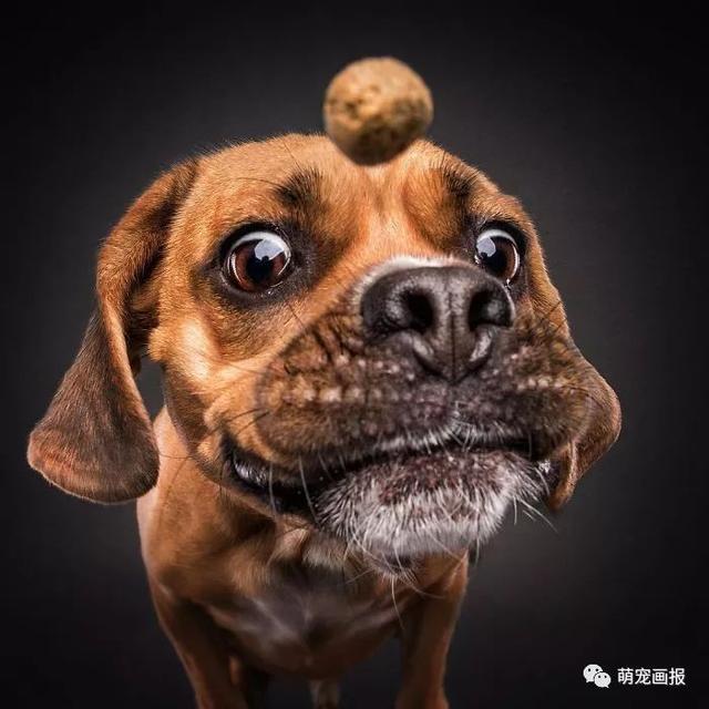 当狗狗们看到美食之后,那眼神,那口水,真是绝了