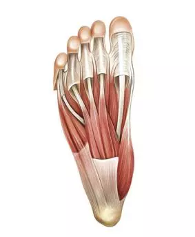 足部肌肉分为足背肌和足底肌两部分