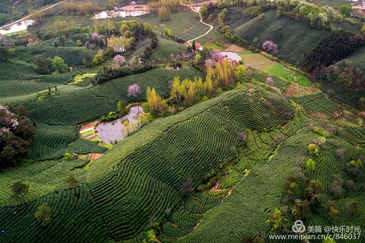 信阳茶乡竟是如此惊艳!_茶园