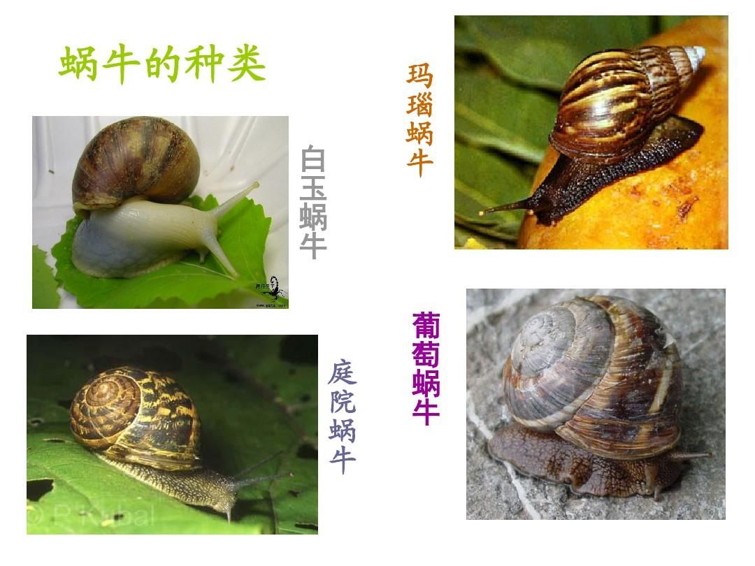 蜗牛的种类名称图片