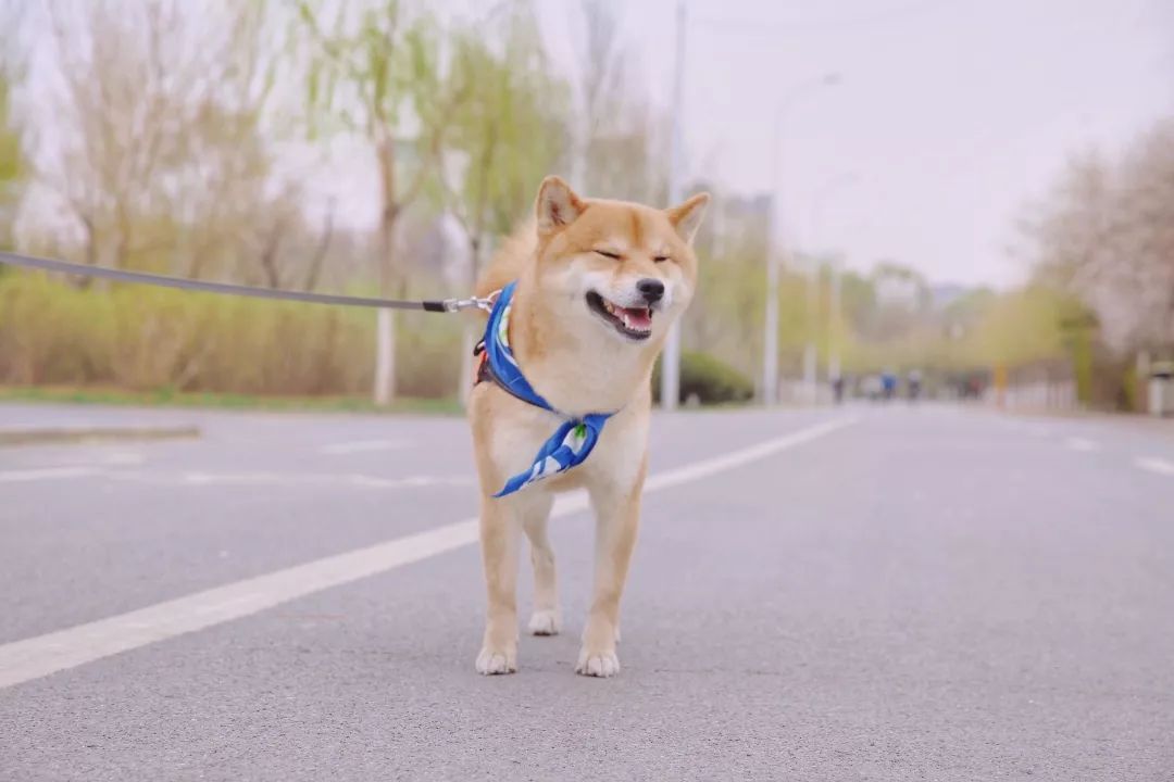 轻易别点开两只柴犬做客大钻石绝对萌你一脸