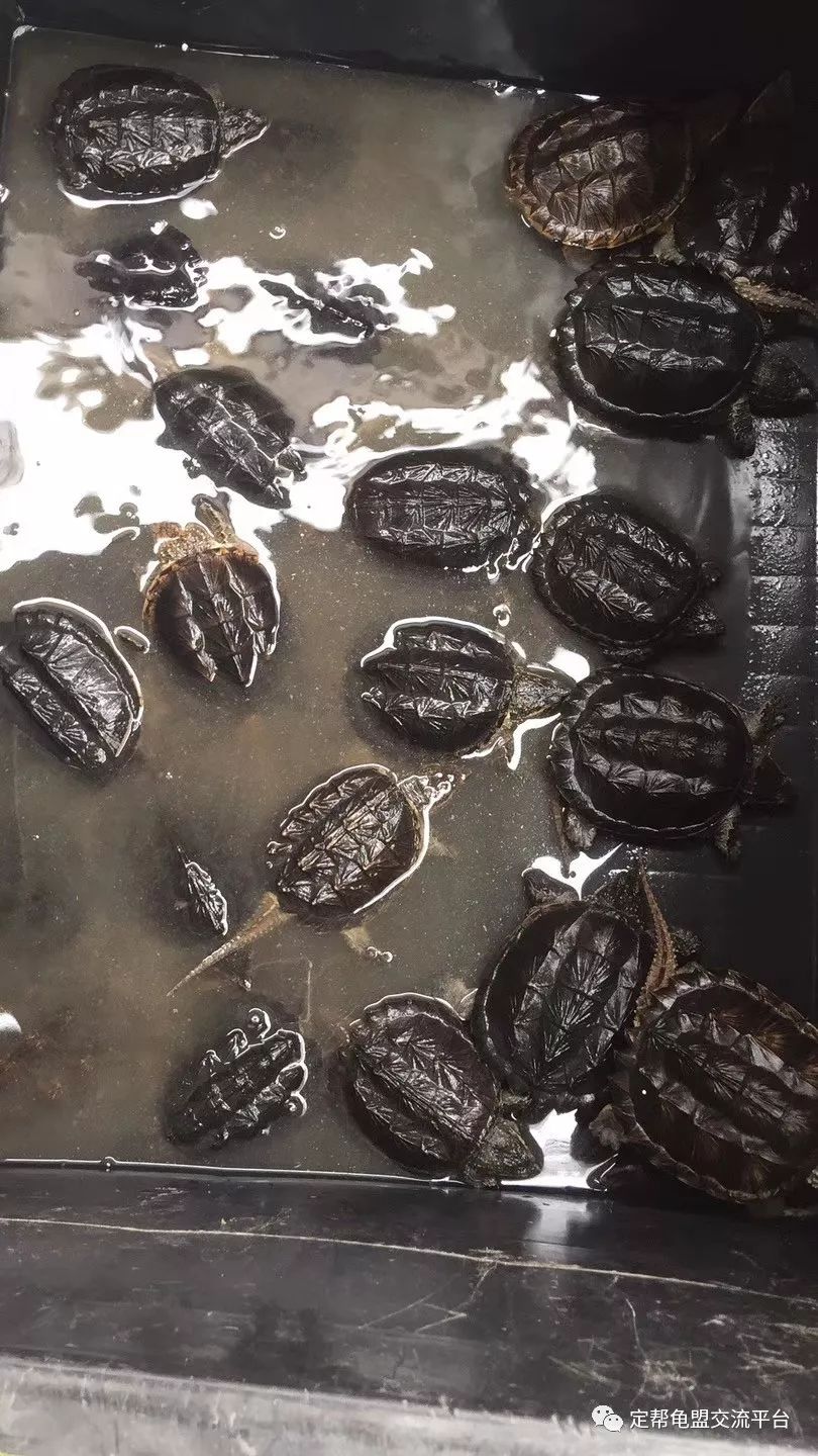 蛭石蛭石,各种规格.看上的请在下方留言!