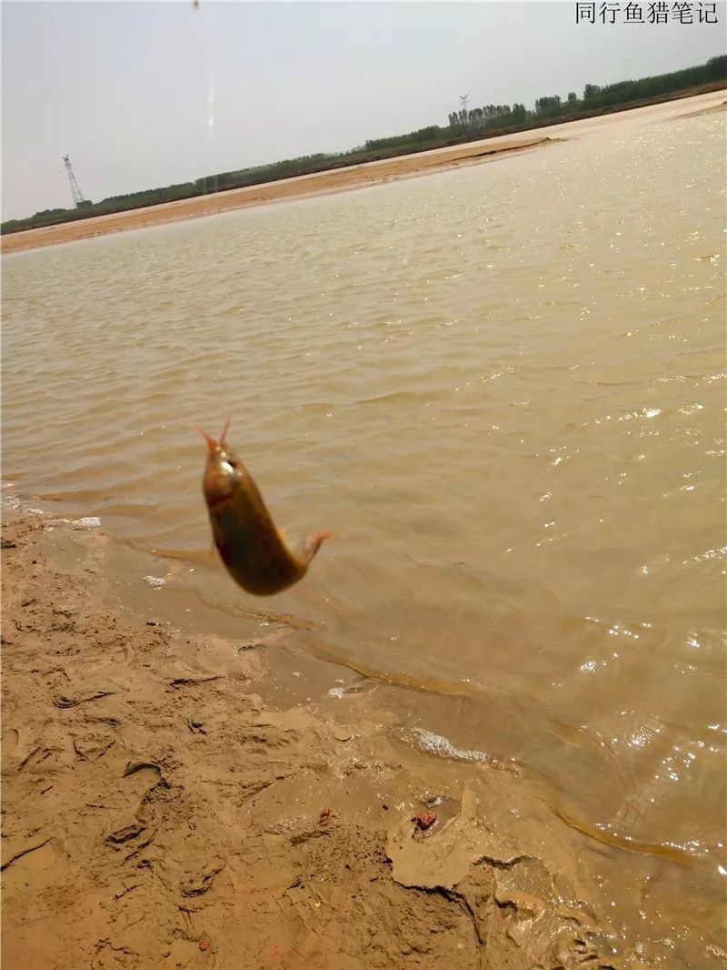 济南黄河钓鱼图片