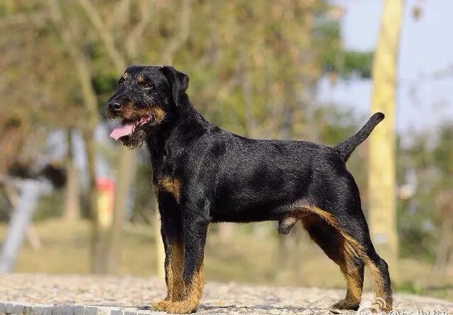 德国猎犬品种图片