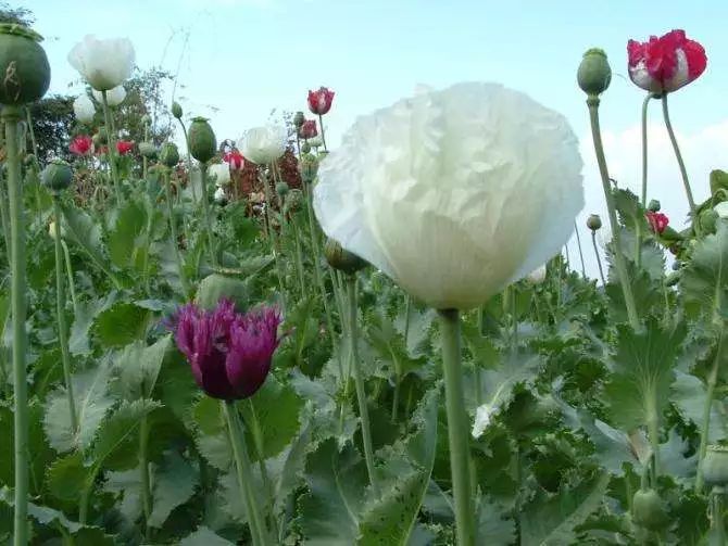 西安:老人誤把罌粟當成野菜,種植長大後還掰下葉子煮麵條吃