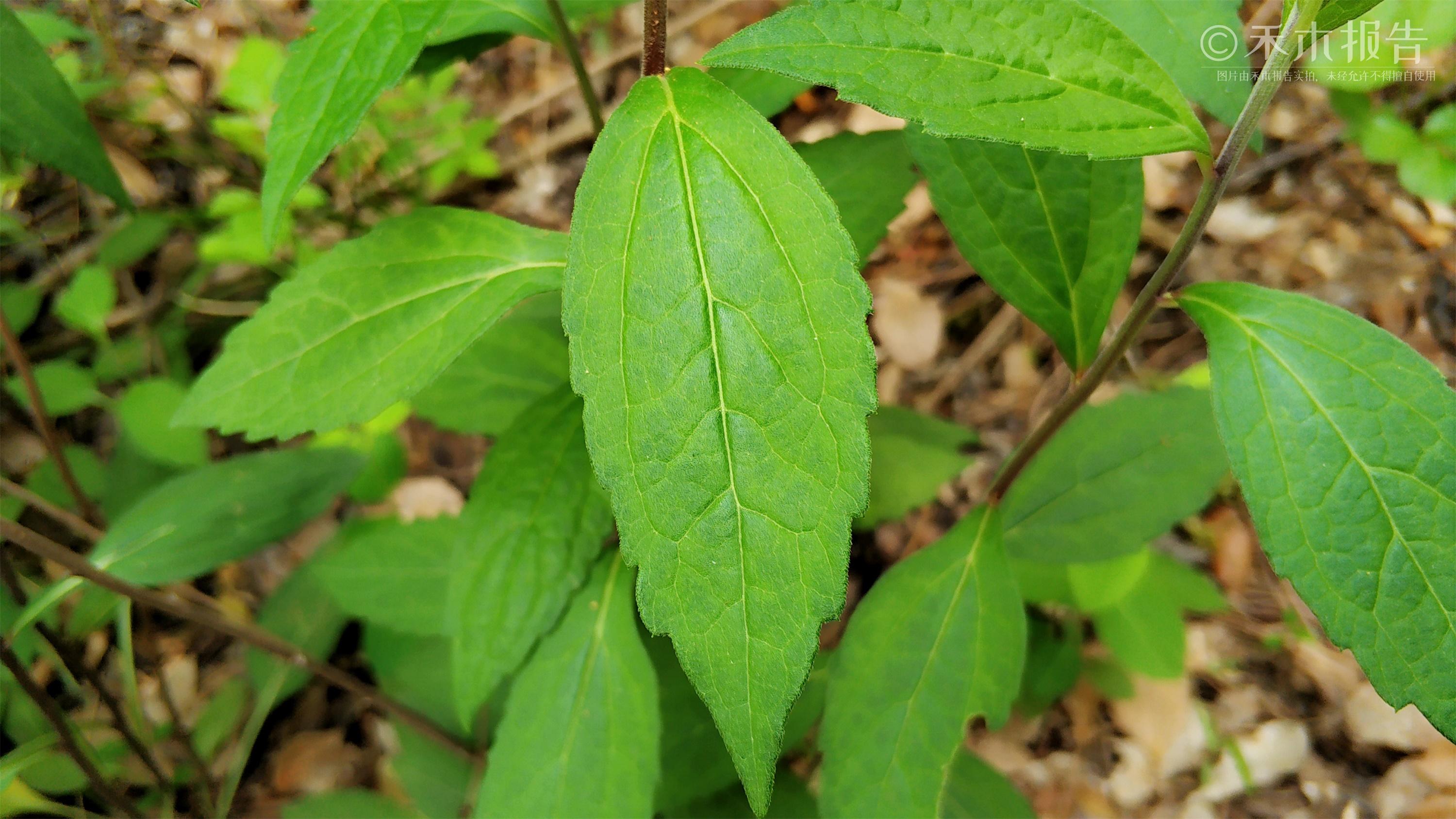 竹林下这种野草,见到可别错过,揉碎有香气,涂身上还能防蚊虫_佩兰