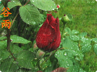 愿您的脸上挂满笑意洒下欢乐的谷雨愿您的身体康健美意洒下安康的谷雨