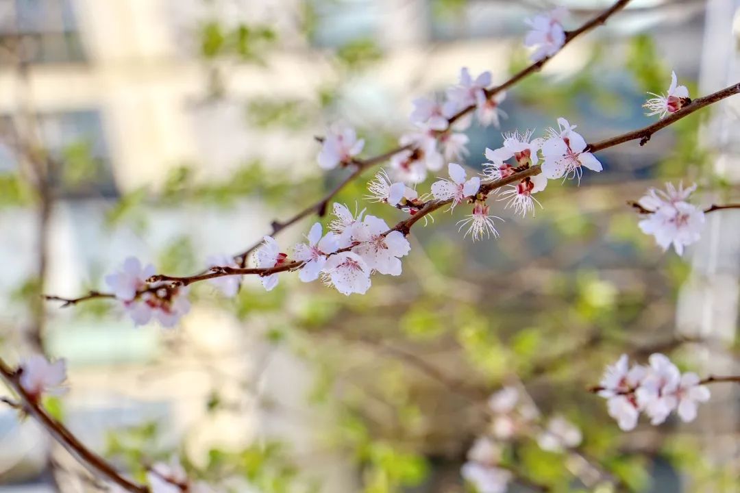 首体院飞花令丨赢取专属"神仙色号"