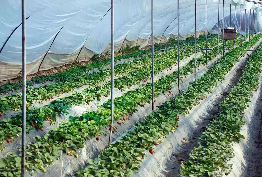 不要再错过了快抓住草莓季的尾巴亲手采摘留住新鲜