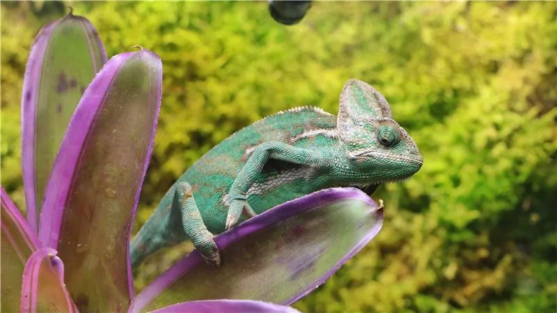 麼麼動物園週年慶超低價福利發放限量搶購成人票僅49元起