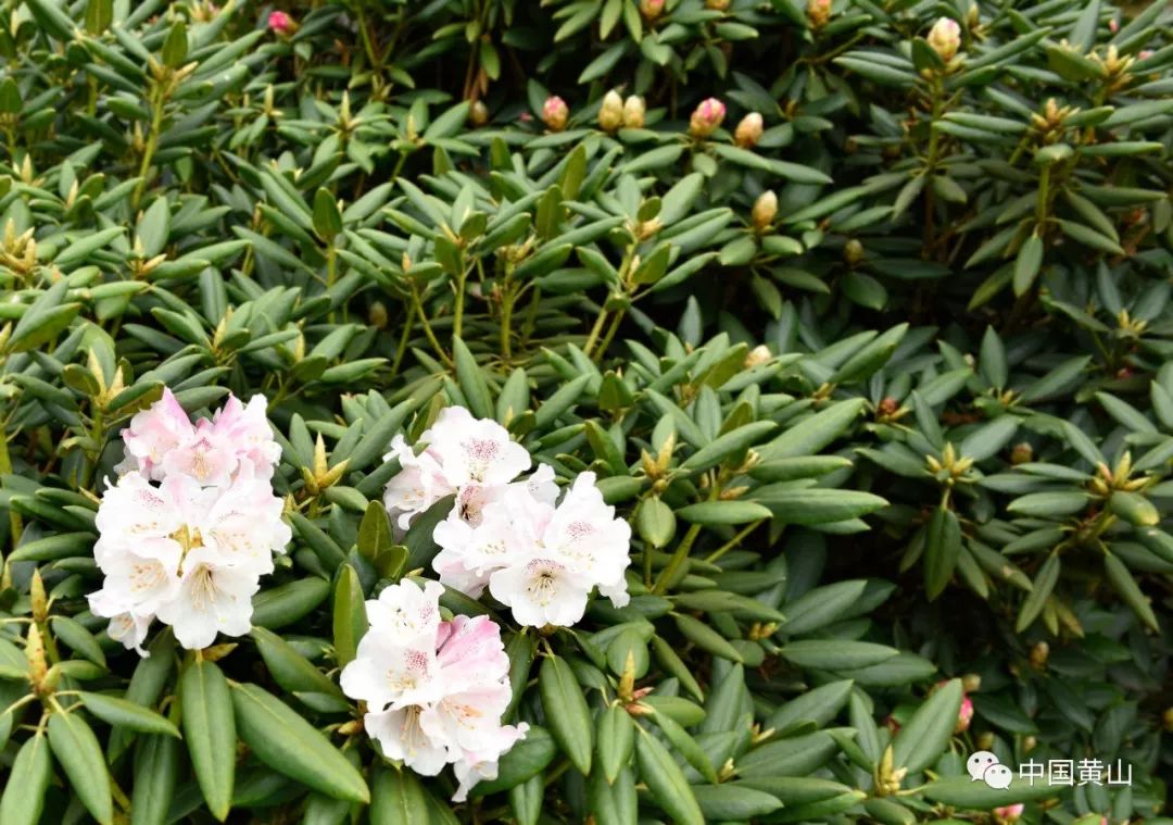 谷雨之日安徽省的省花开了