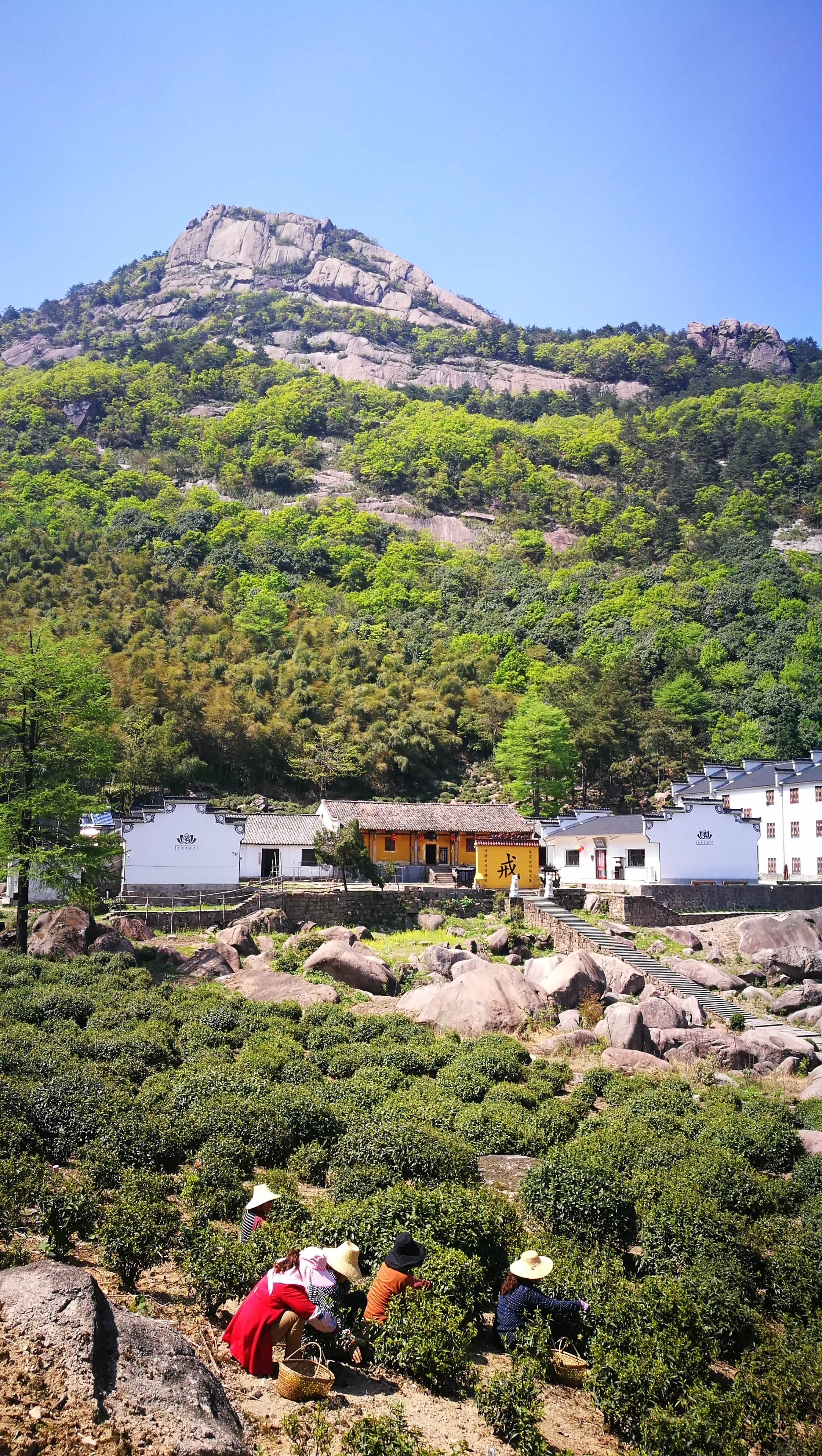 安徽九华山翠峰寺:谷雨前采茶忙