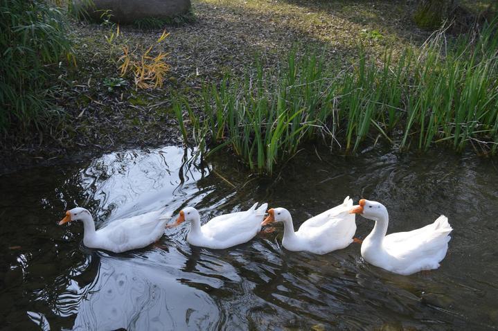 刷爆朋友圈!中国丝绸博物馆的4只大白鹅娘家在嘉兴