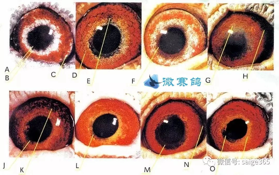 鸽子沙眼图片的认识图片