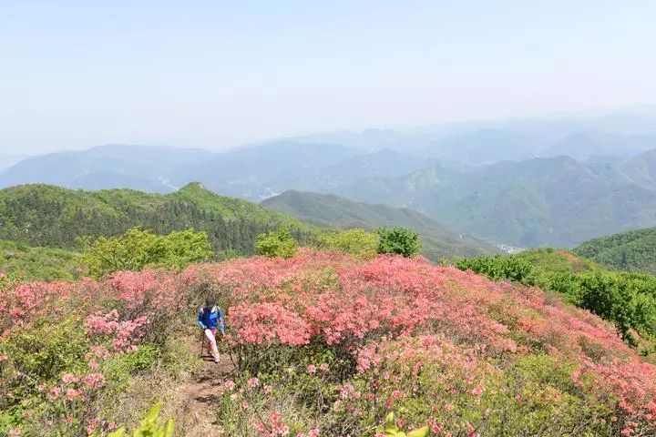 在杭州市余杭区百丈镇的平天堂山顶,有一片占地近千亩的高山野生杜鹃