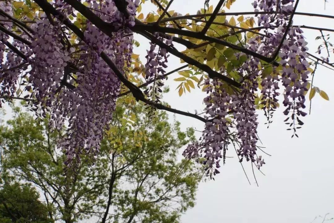 別名藤蘿,朱藤,黃環楊浦公園紫藤花一起來看看吧~五阿哥為大家準備了