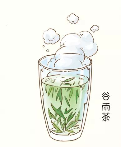 穀雨茶是在穀雨前採的茶,這時因為氣溫高,茶葉生長快,積累的內含物也