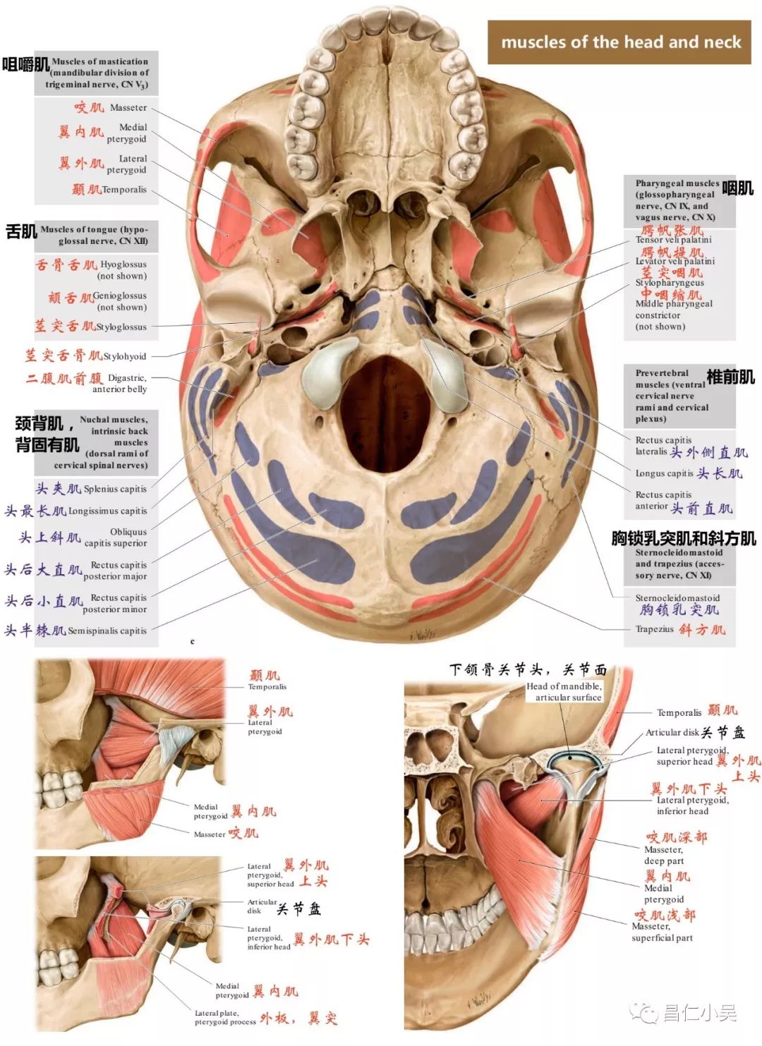 主要脑颅骨分别展示:额骨(frontal bone:筛骨:蝶骨:颞骨:枕骨