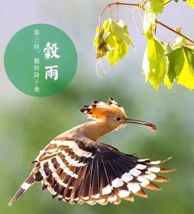 谷雨诗词谷雨 宋 朱槔天点纷林际,虚檐写梦中.