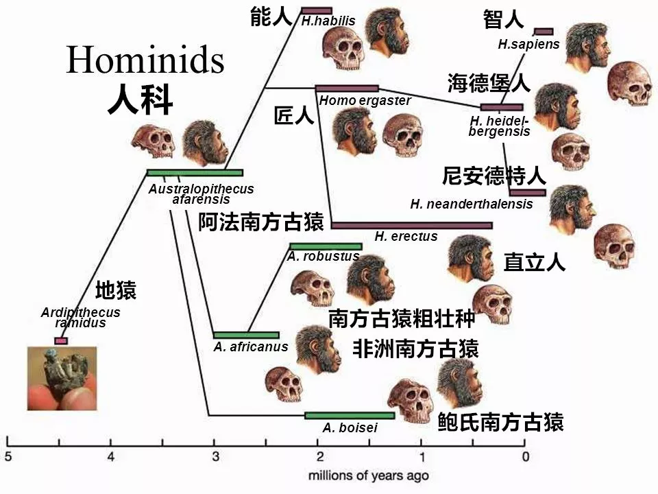 考古学家在菲律宾洞穴中发现新人类物种遗骸