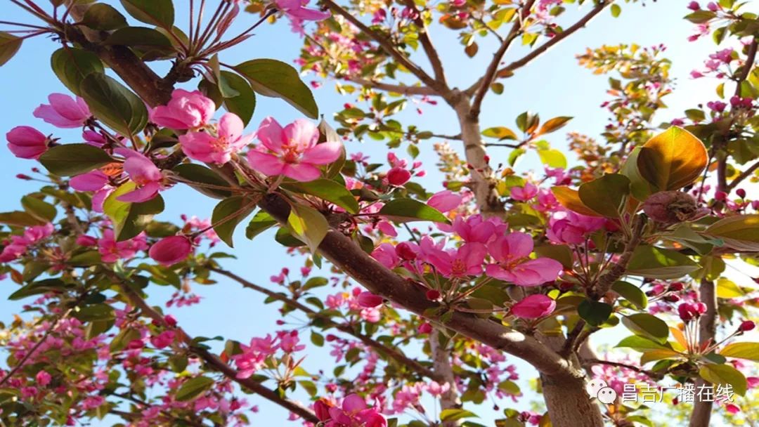 香妃海棠园时间:2019年4月28日—5月3日★民俗风情系列活动海棠花季